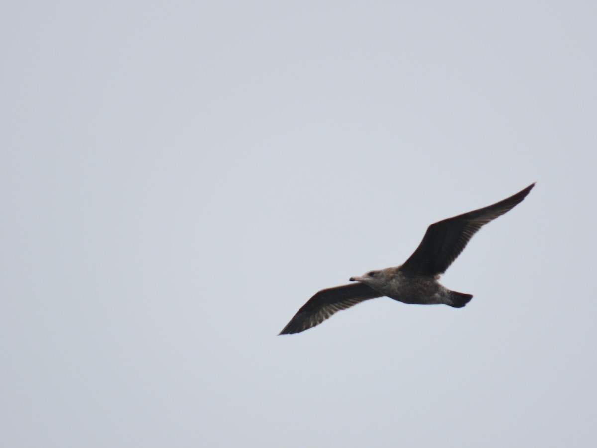 kaliforniasvartbak - ML644287906