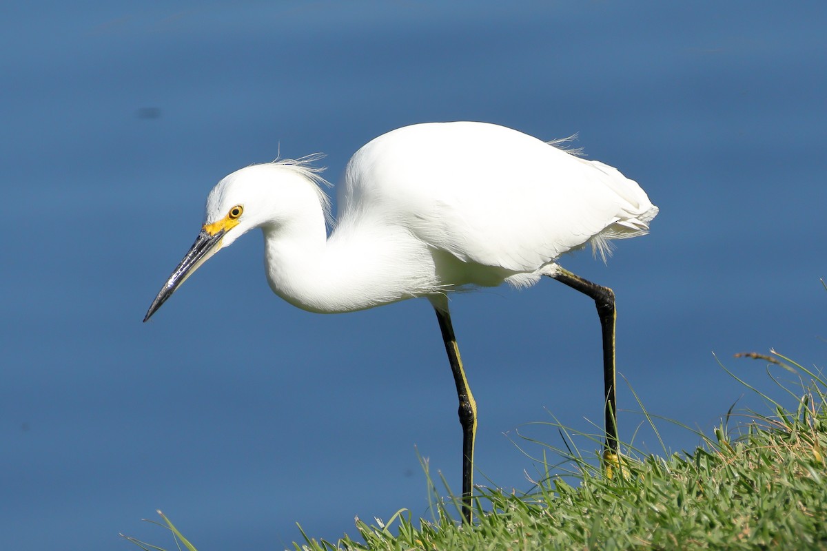 snøhegre - ML644287907