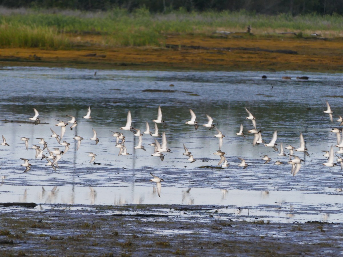 amerikasandlo - ML644287909