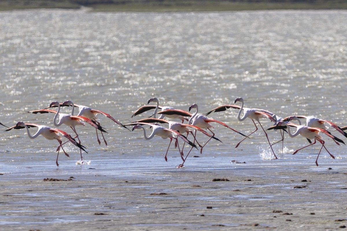 rosenflamingo - ML644287910