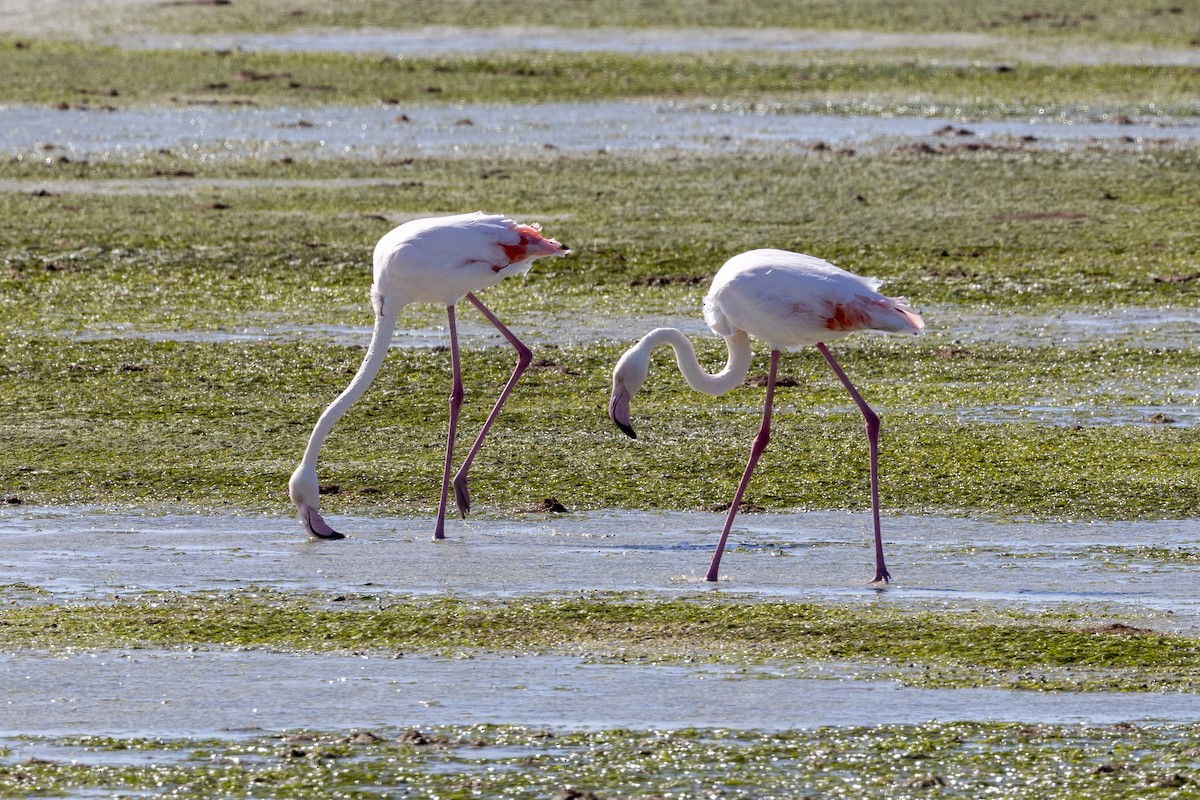 rosenflamingo - ML644287911