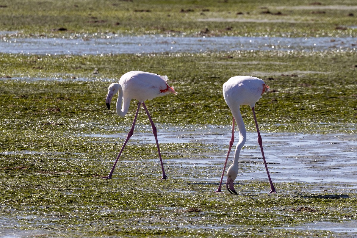 rosenflamingo - ML644287912