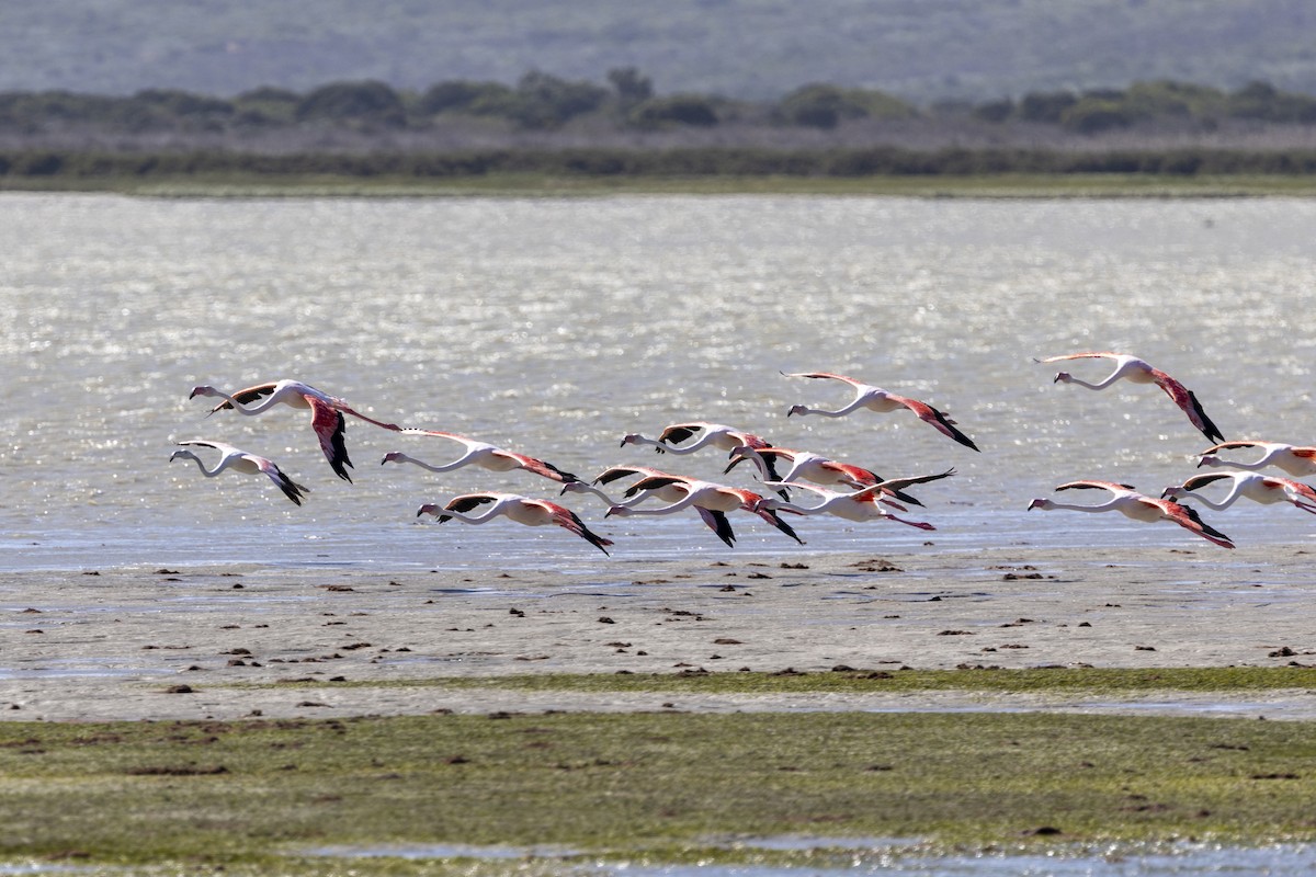 rosenflamingo - ML644287913