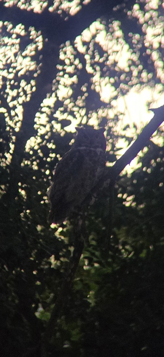 amerikahubro - ML644287914