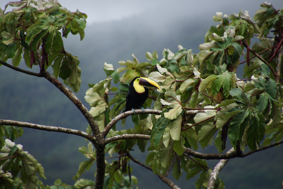 gulnebbtukan - ML644287915