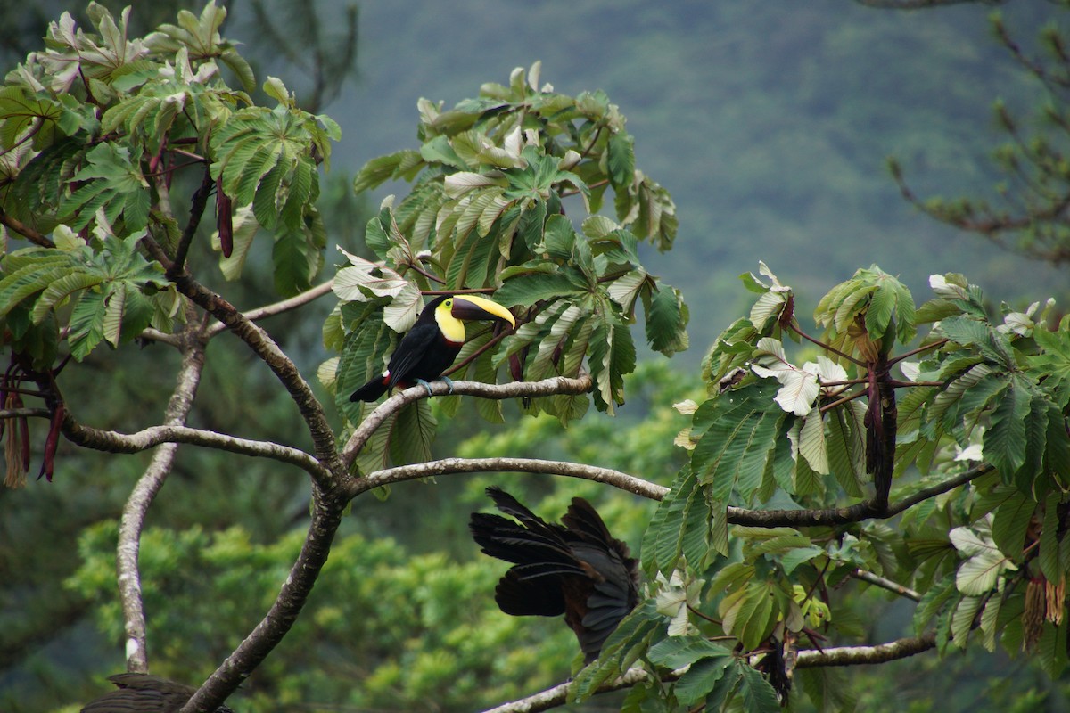 gulnebbtukan - ML644287916