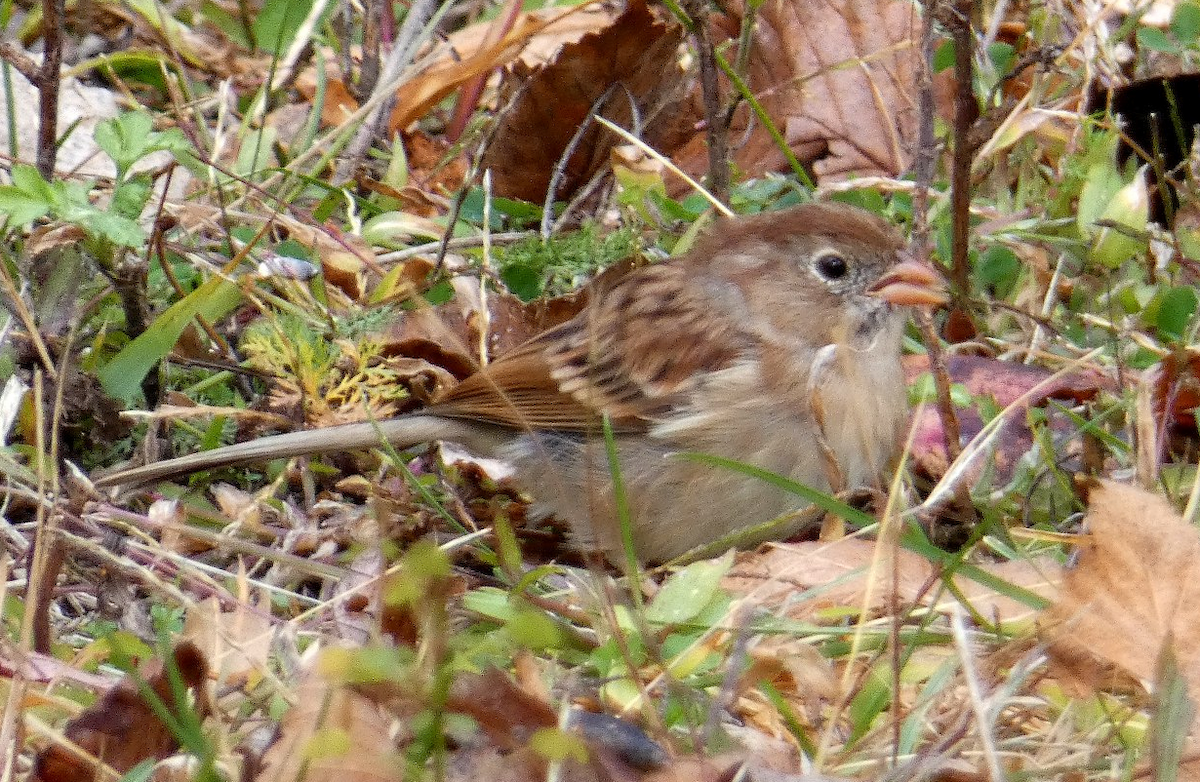 markspurv - ML644287918