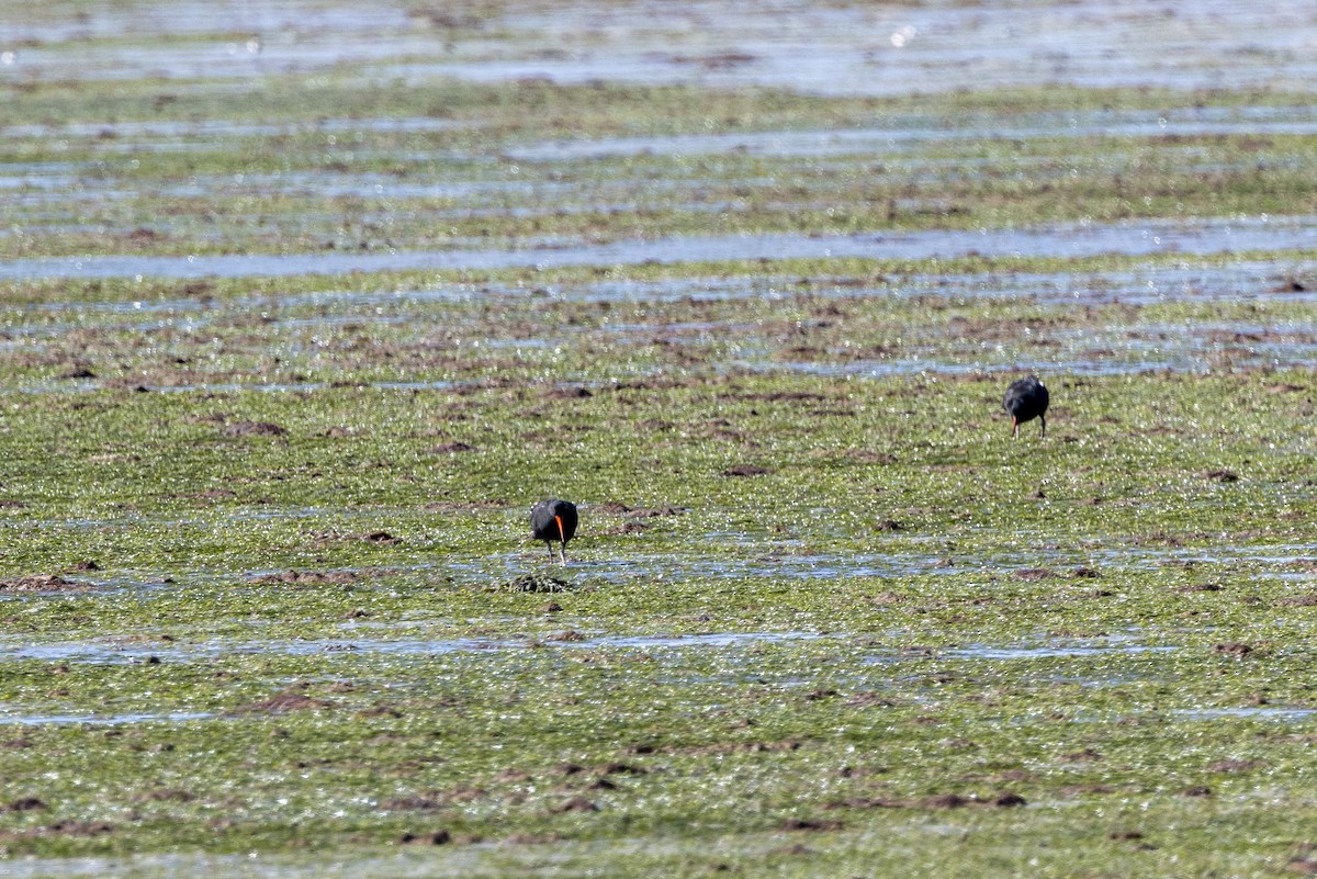 kappsvarttjeld - ML644287919