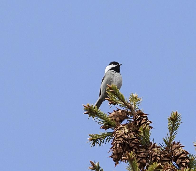 mexicomeis - ML644287921