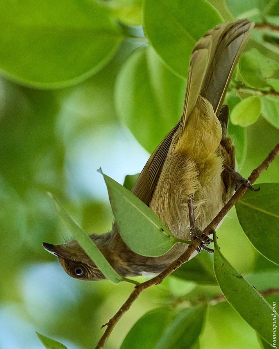 strekørebylbyl - ML644287926