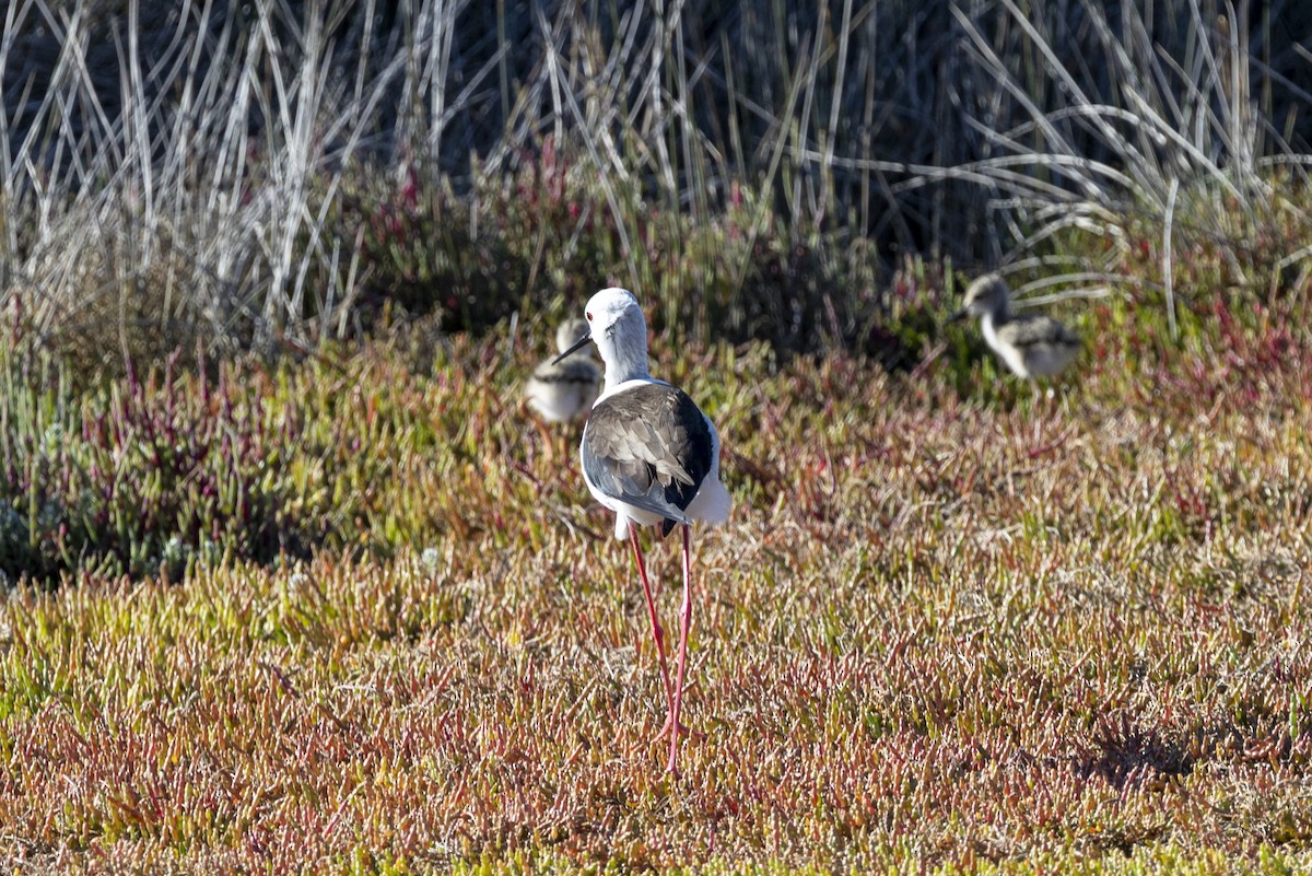 stylteløper - ML644287927