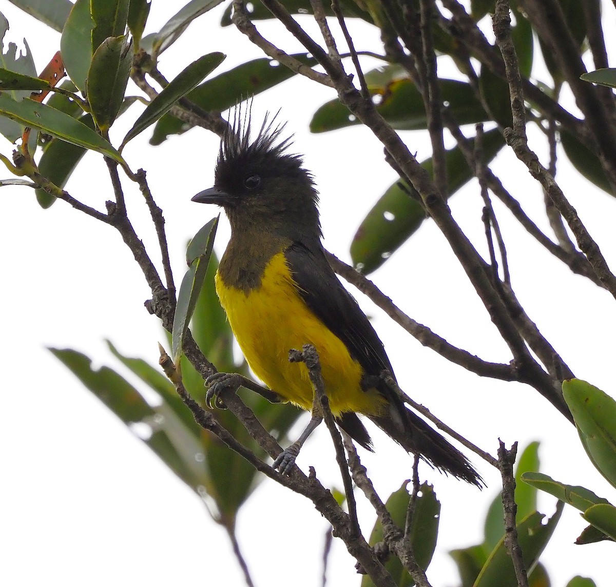 sultanmeis - ML644287928