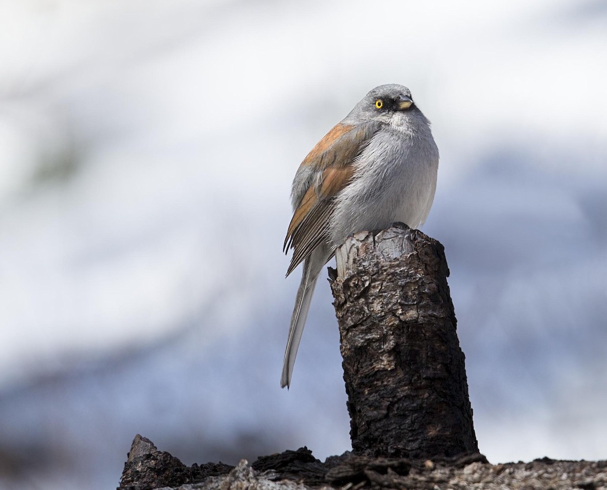 guløyejunko - ML644287929