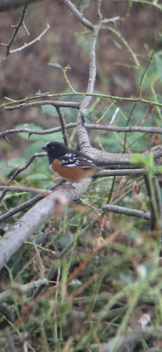 flekktovi - ML644287931