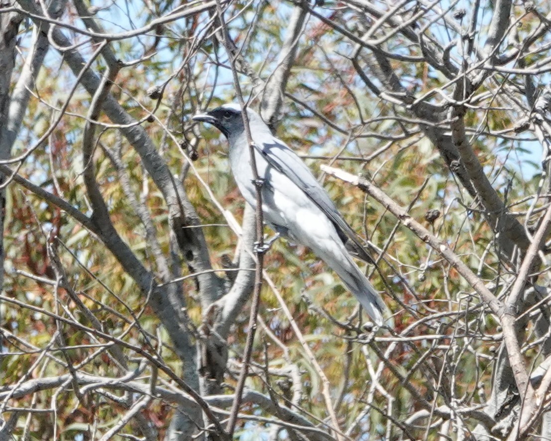 Black-faced Cuckooshrike - ML644287938