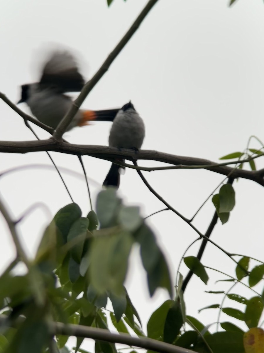 Sooty-headed Bulbul - ML644287944