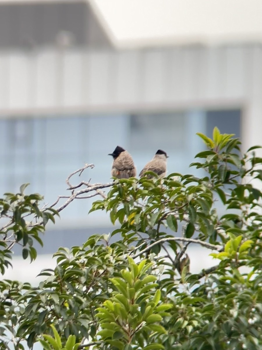 Sooty-headed Bulbul - ML644287945