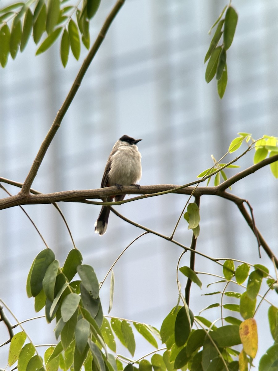 Sooty-headed Bulbul - ML644287946