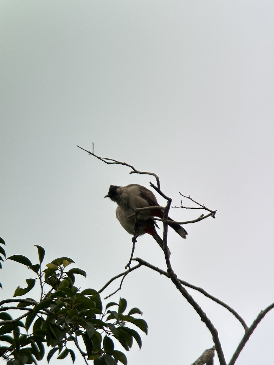 Sooty-headed Bulbul - ML644287947