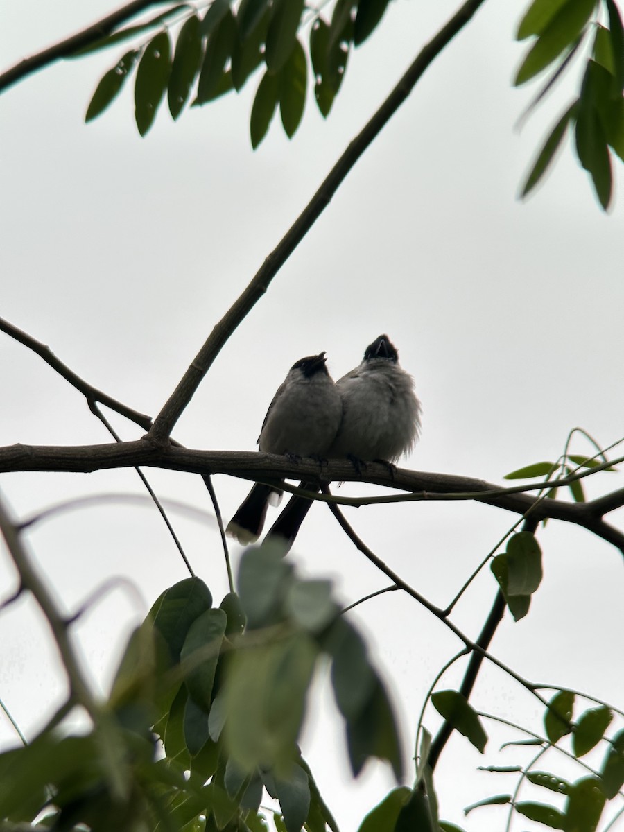 Sooty-headed Bulbul - ML644287949