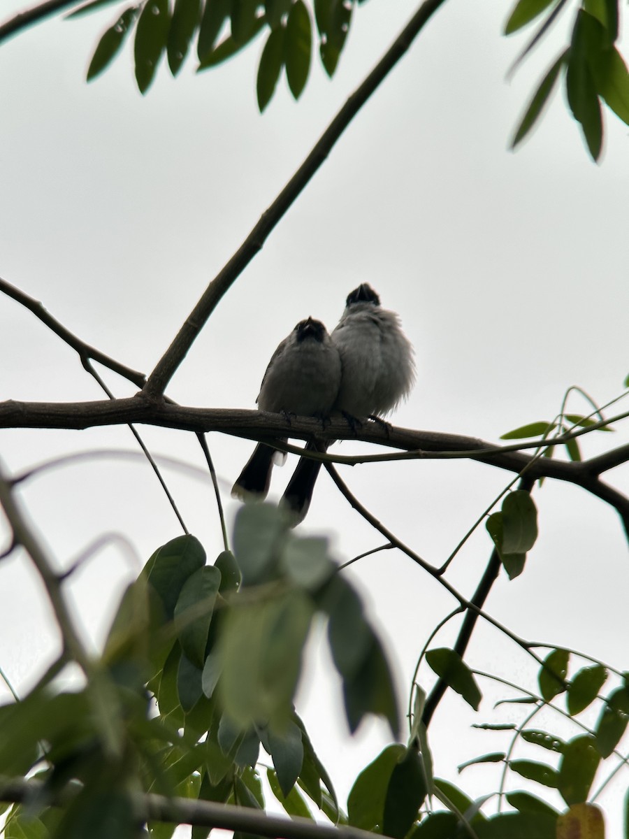Sooty-headed Bulbul - ML644287950