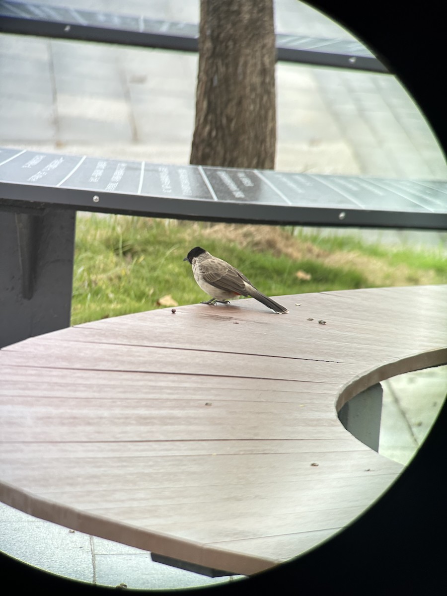 Sooty-headed Bulbul - ML644287951