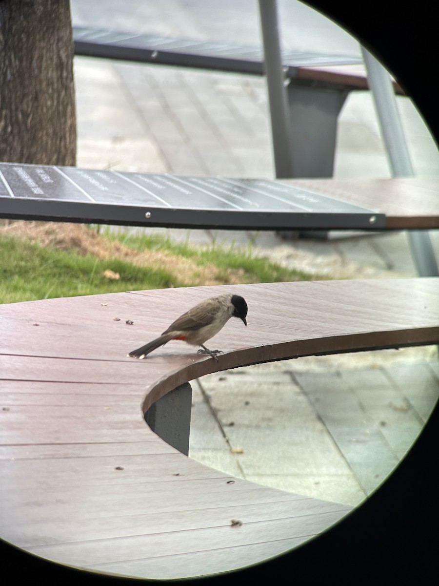 Sooty-headed Bulbul - ML644287952