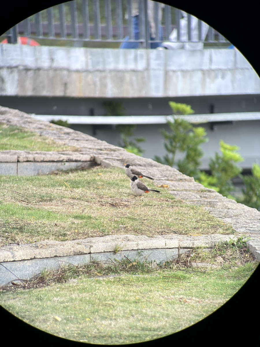 Sooty-headed Bulbul - ML644287953