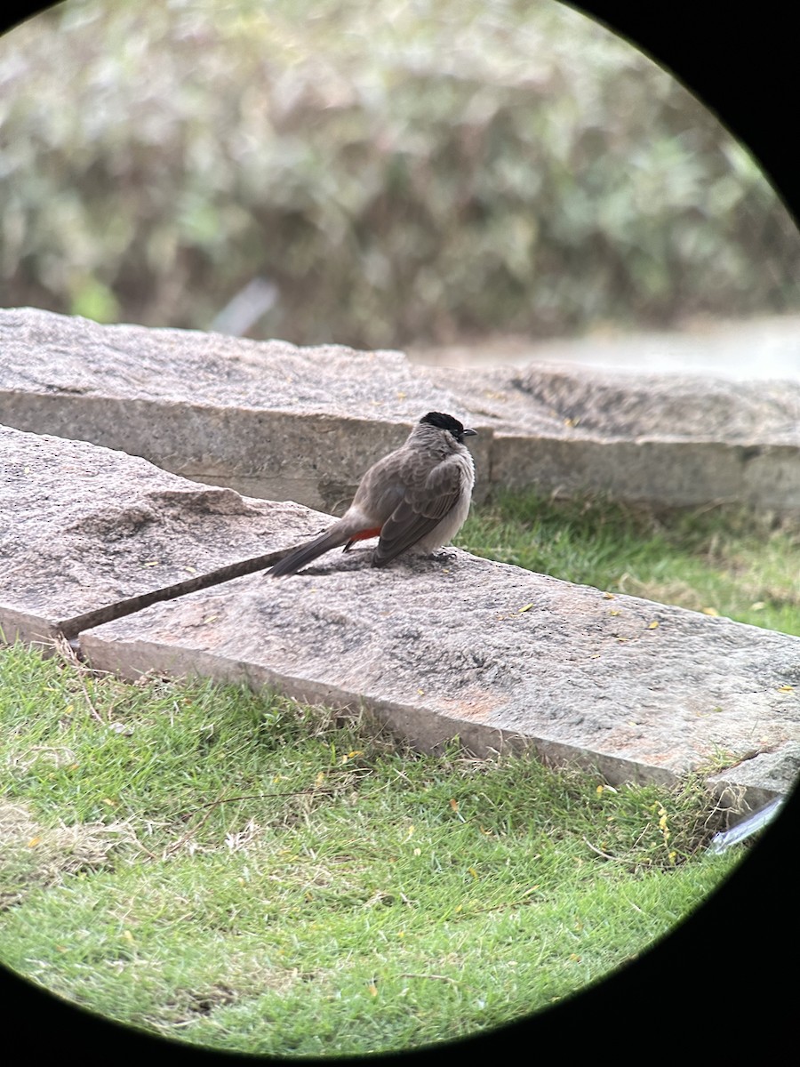 Sooty-headed Bulbul - ML644287954