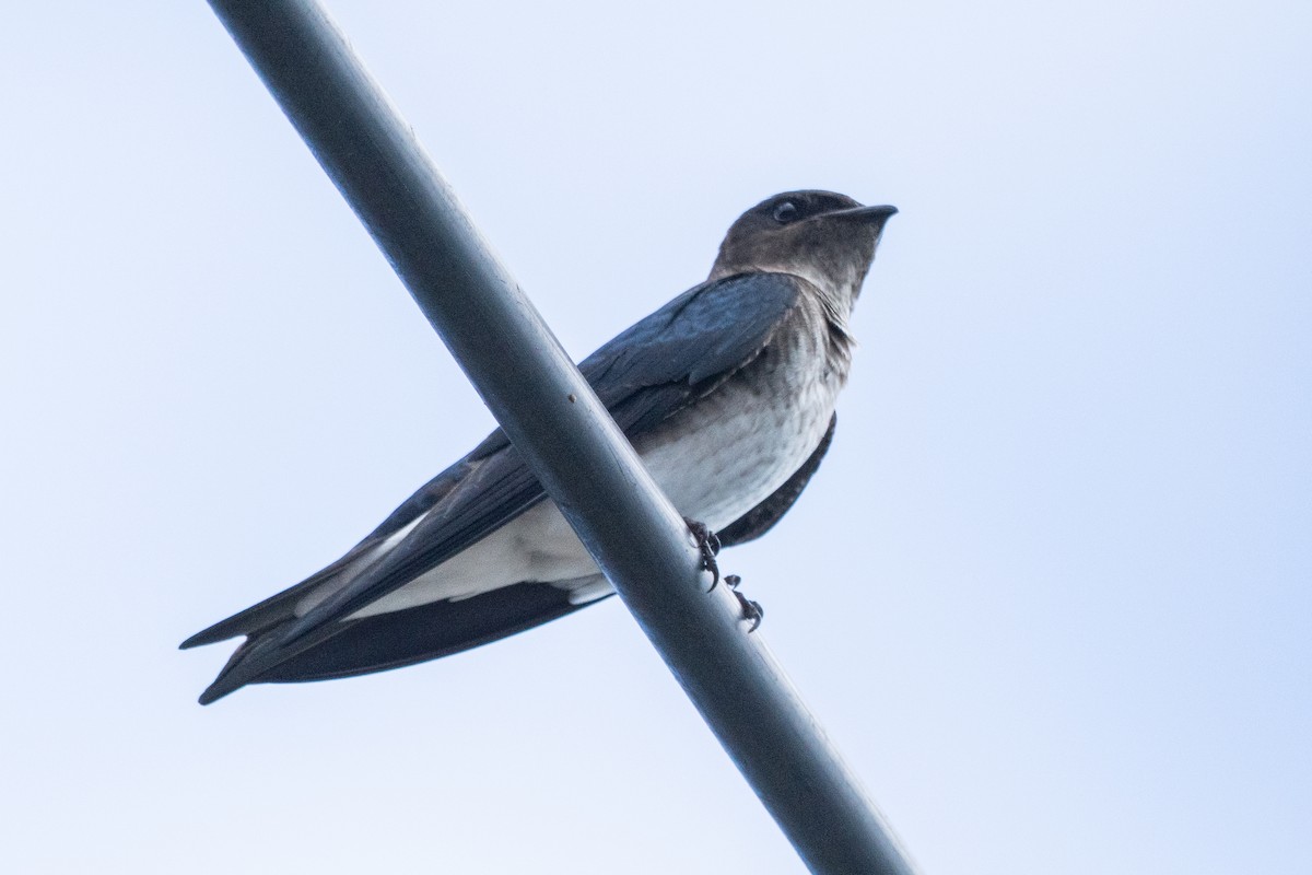 Gray-breasted Martin - ML644287956