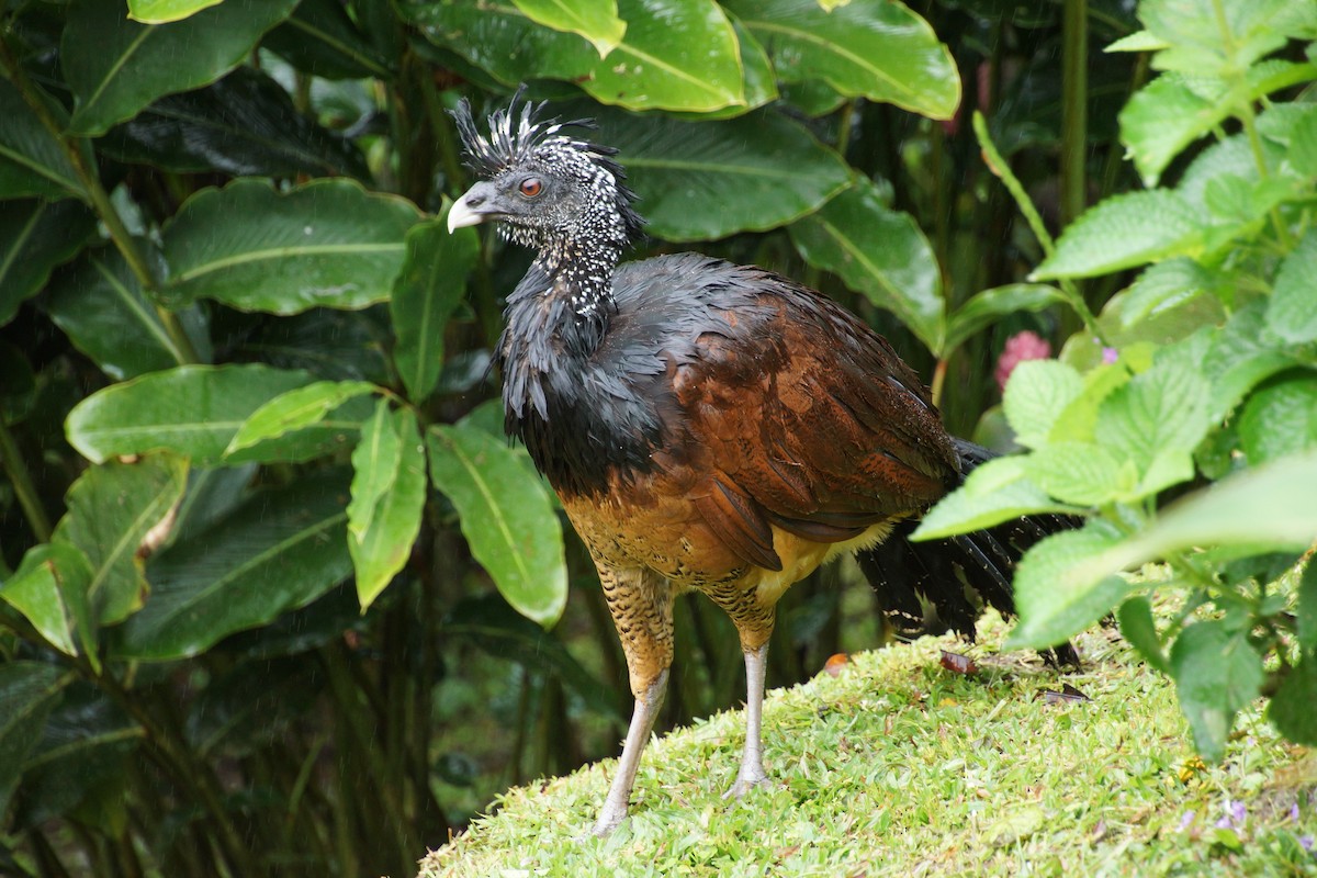 Кракс великий - ML644287958