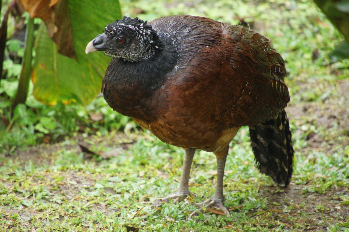 Кракс великий - ML644287959