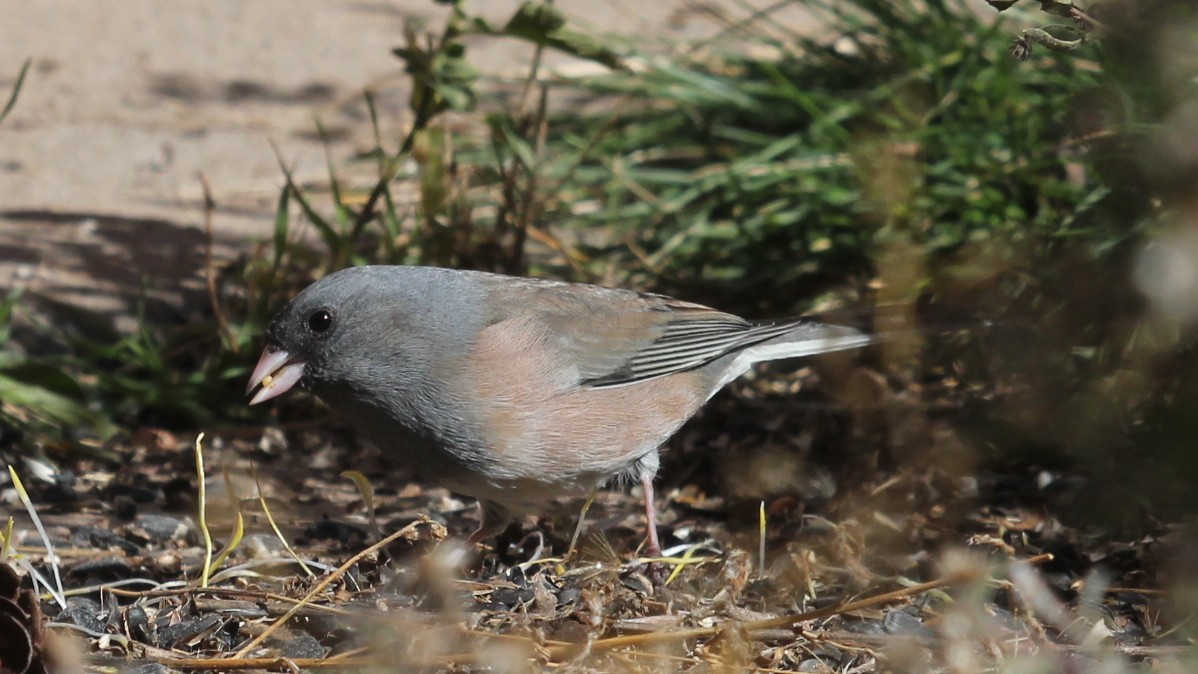 Dark-eyed Junco (Pink-sided) - ML644287964
