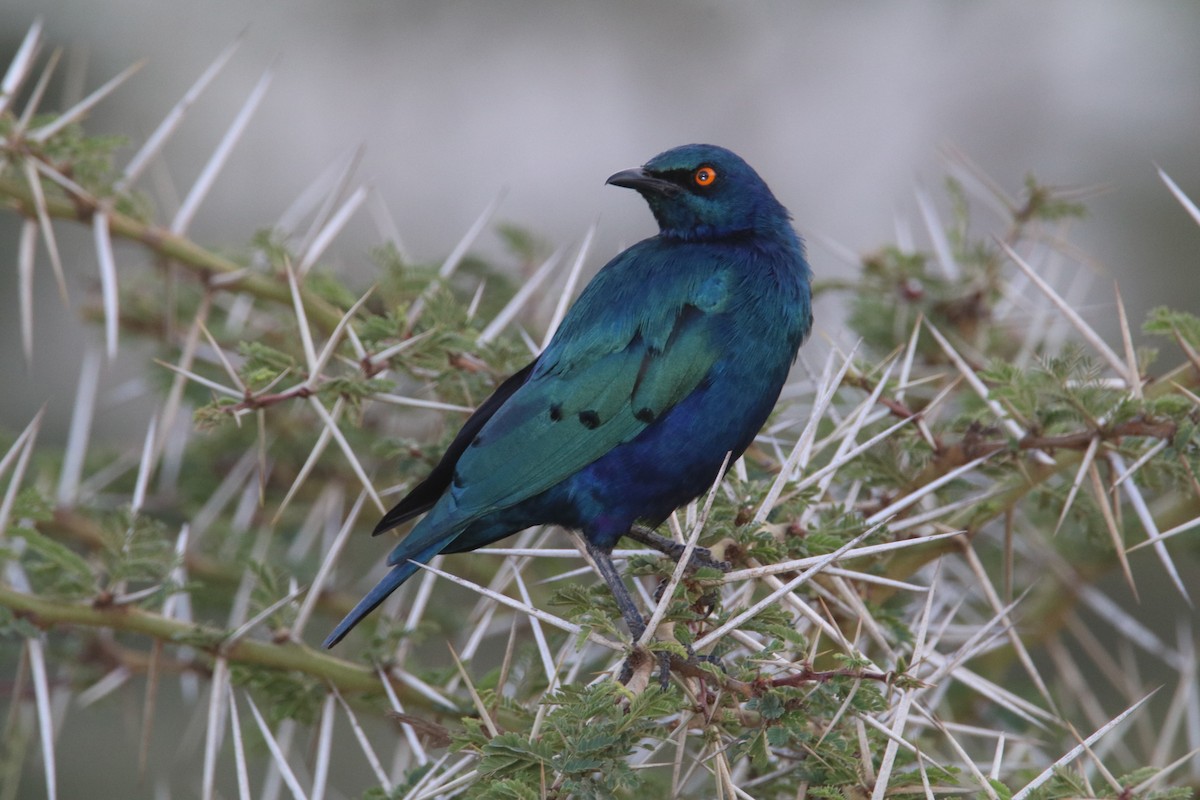 Greater Blue-eared Starling - ML644287965
