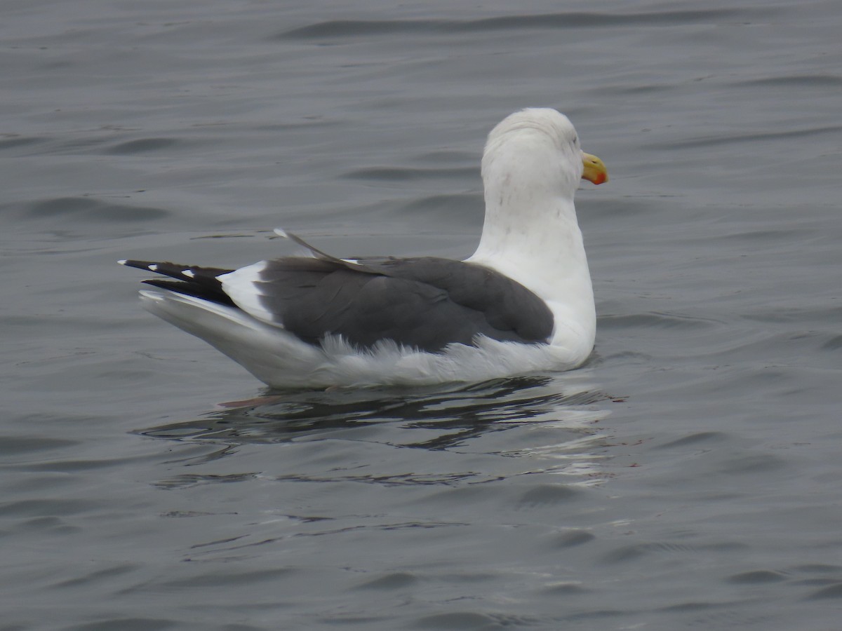 アメリカオオセグロカモメ - ML644287966