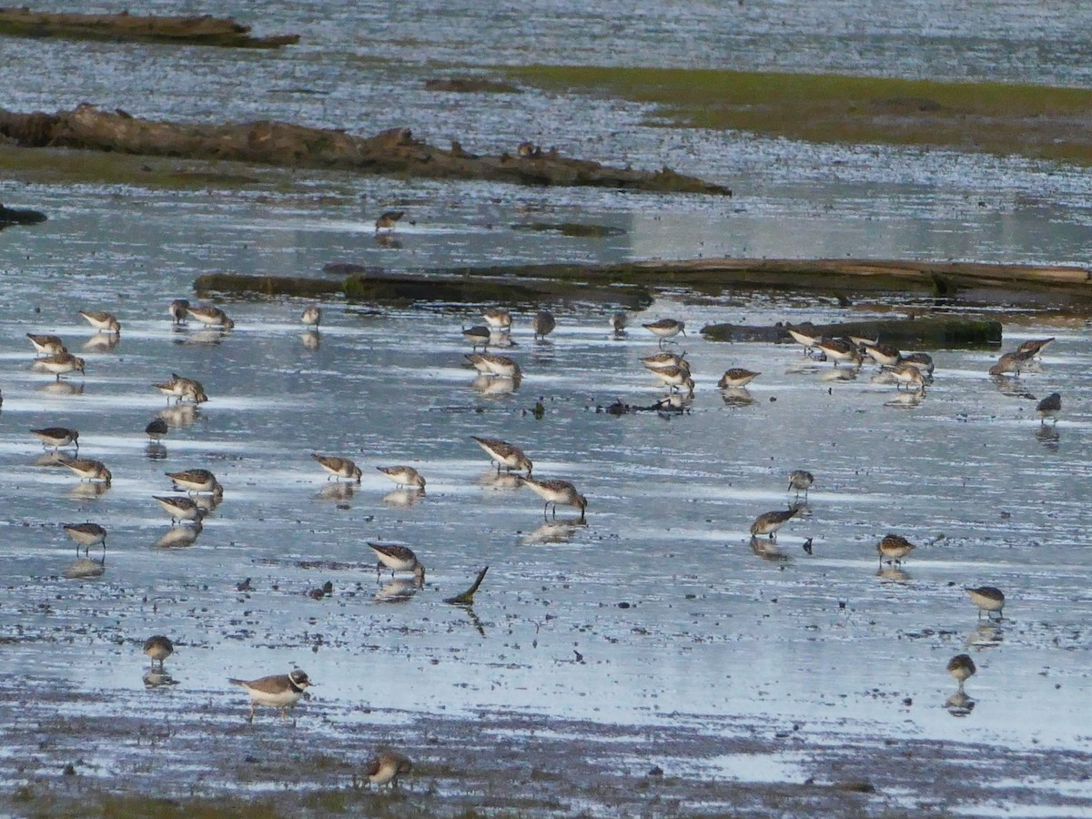 Semipalmated Sandpiper - ML644287968