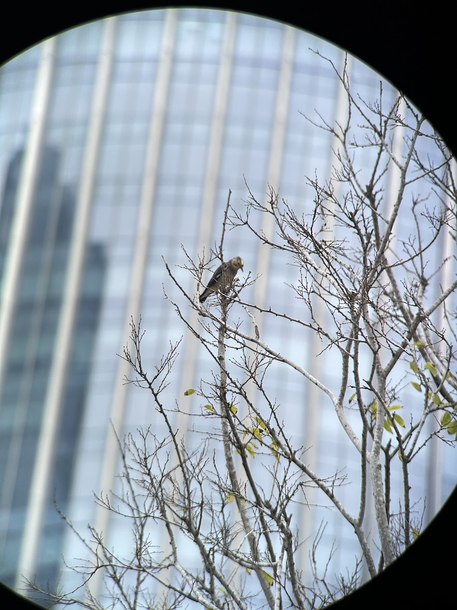 Улаан хошуут тодол - ML644287969