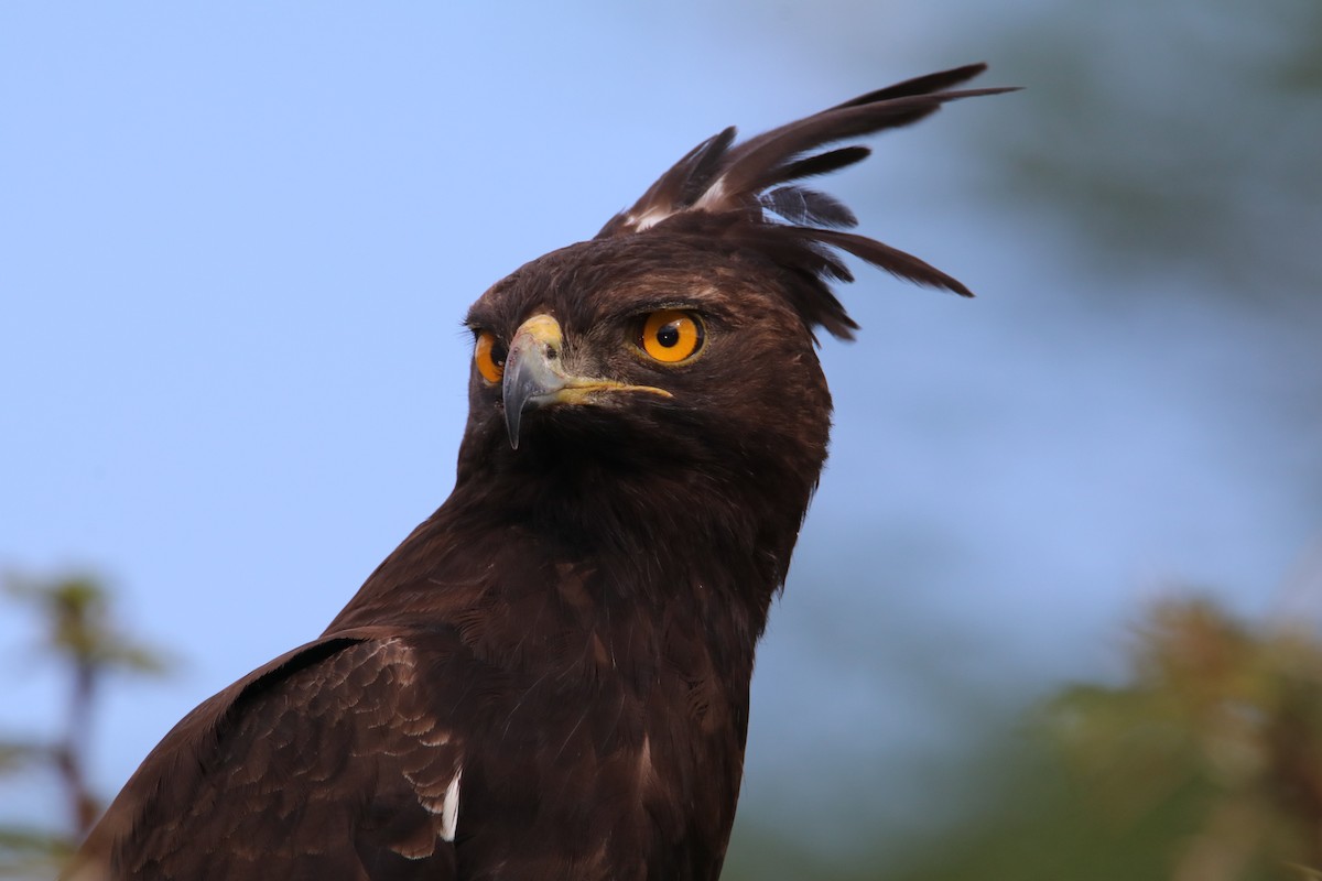 toppørn - ML644287971