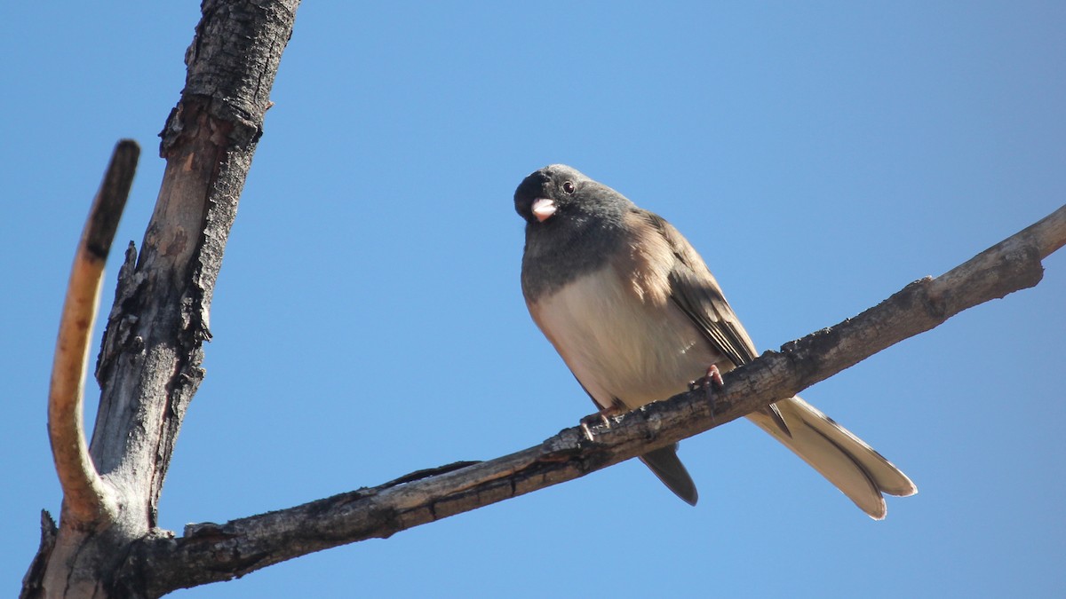Dark-eyed Junco (Oregon) - ML644287972