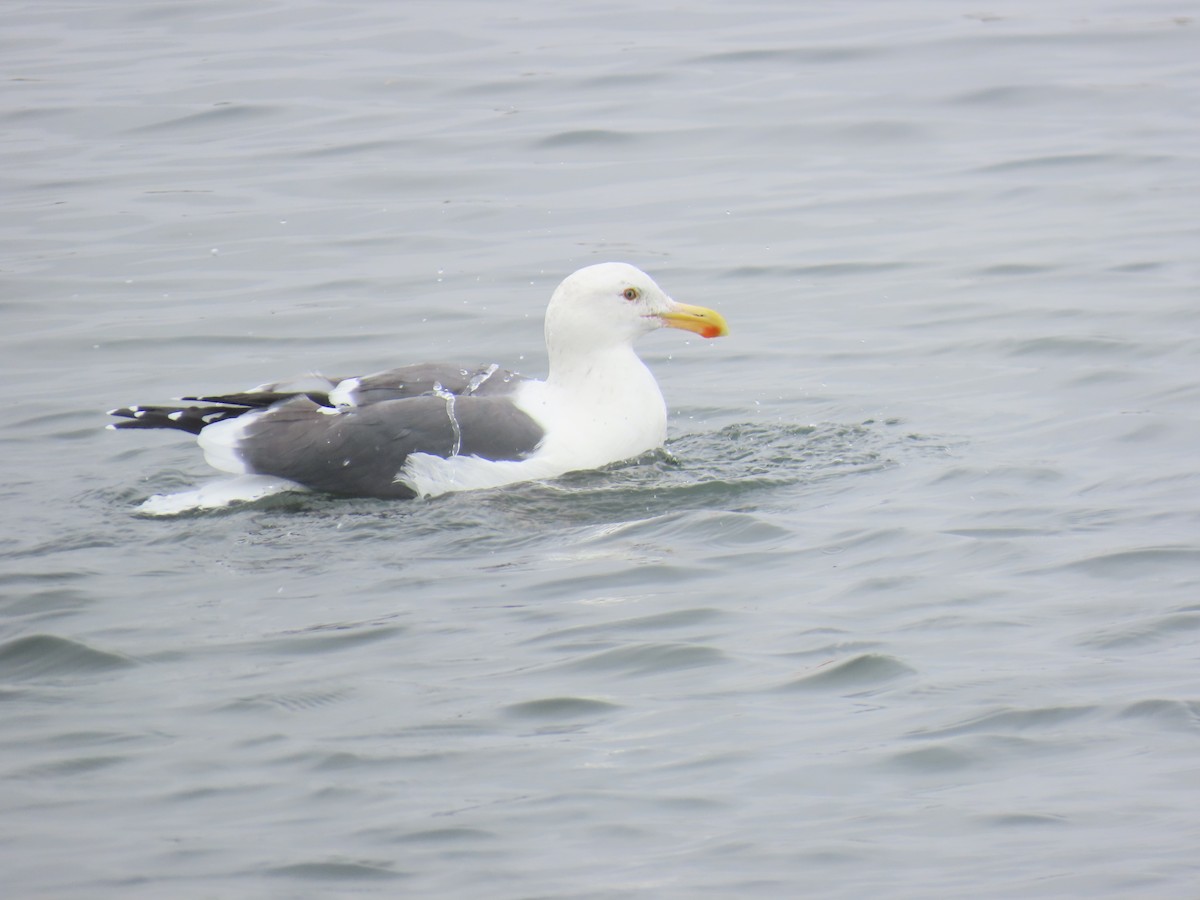 アメリカオオセグロカモメ - ML644287973