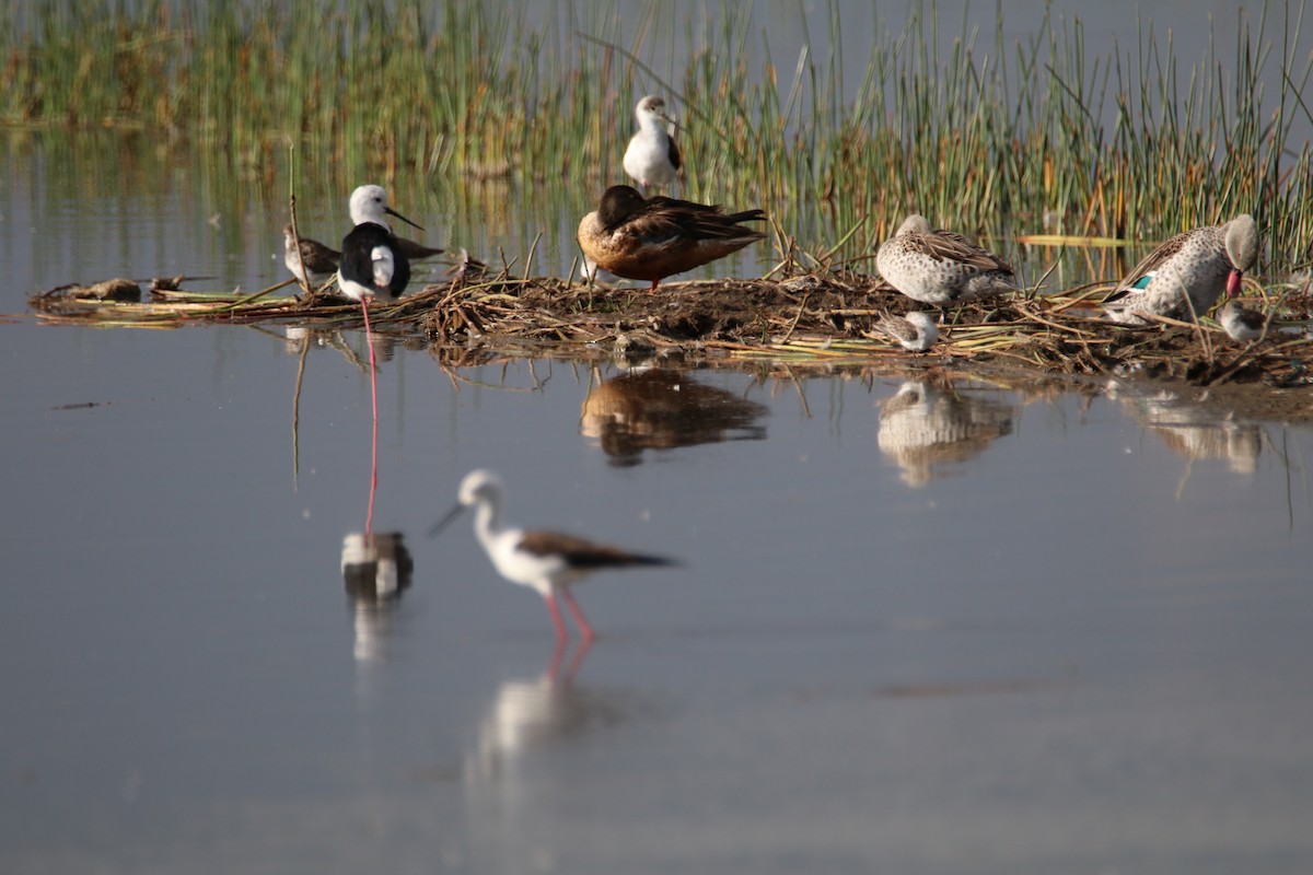 Zankaluze eurasiarra - ML644287979