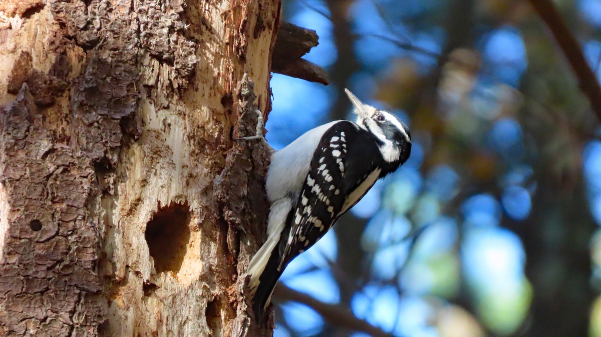 Hairy Woodpecker (Eastern) - ML644287980