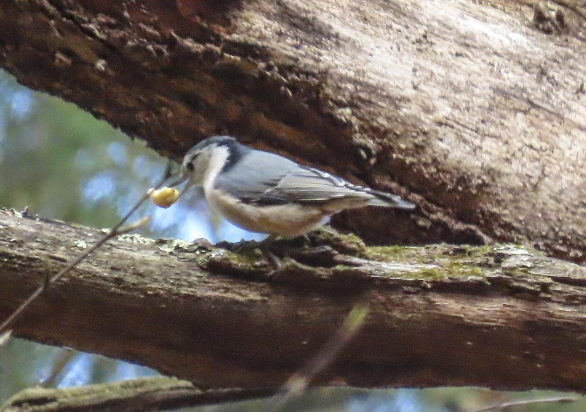 White-breasted Nuthatch - ML644287991