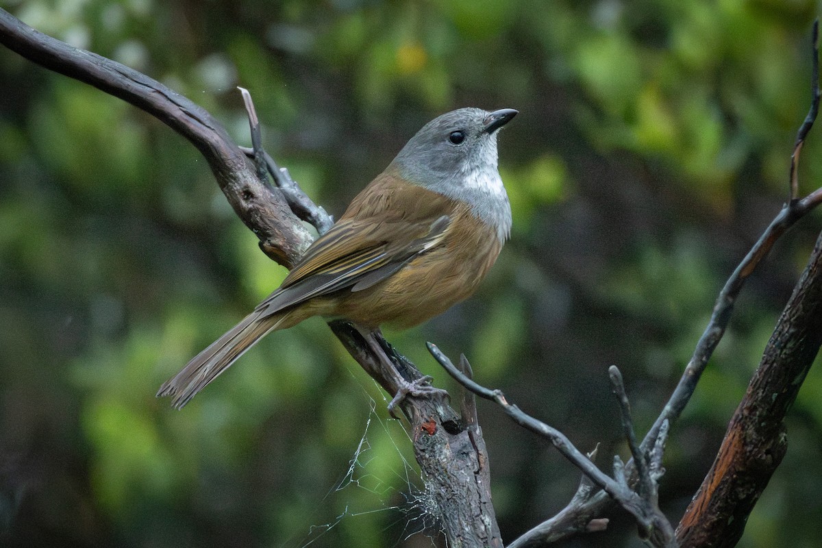 Свистун сіроголовий - ML644287999