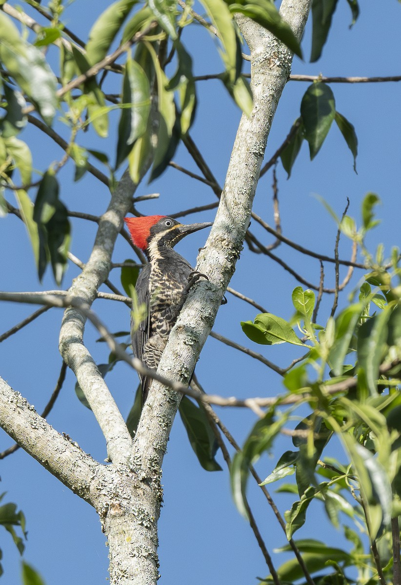 Lineated Woodpecker - ML644288001
