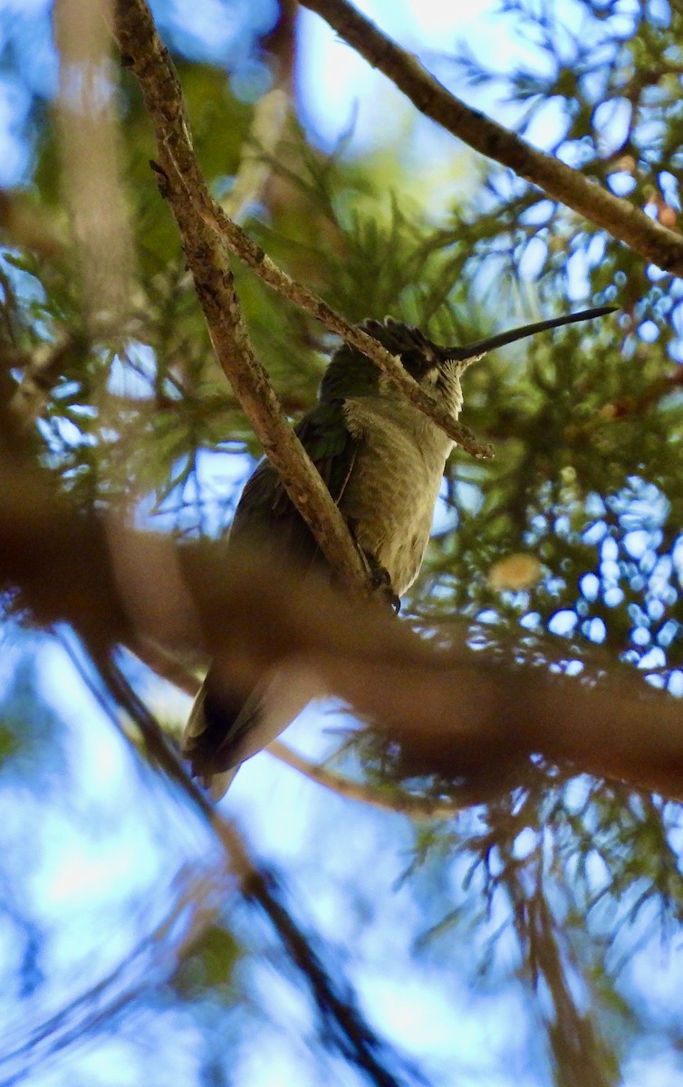 purpurissekolibri - ML644288027