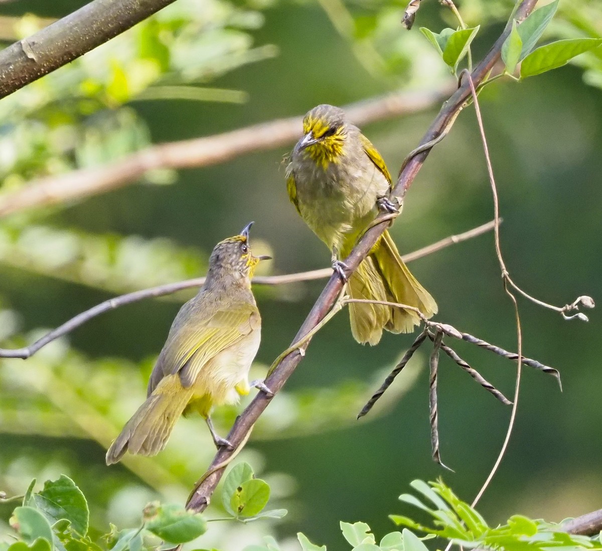 Stripe-throated Bulbul - ML644288040