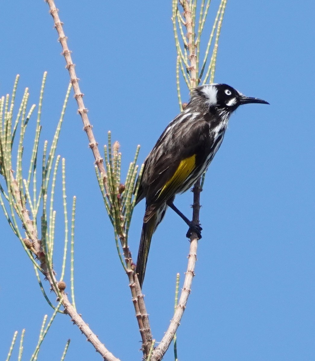 New Holland Honeyeater - ML644288061