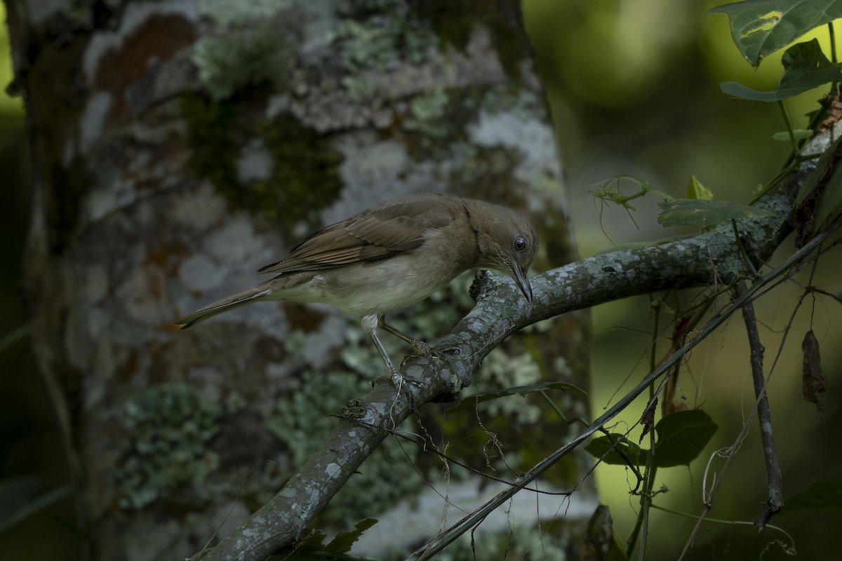Black-billed Thrush - ML644288071