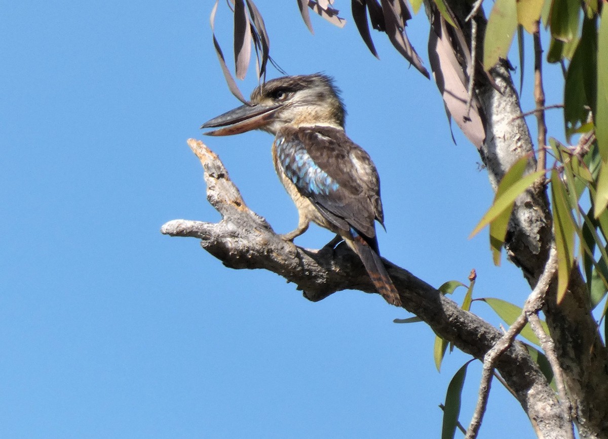 Blue-winged Kookaburra - ML644288072